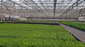 Kernock Park Plants glasshouse
